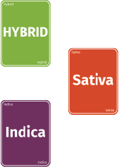 SATIVA/INDICA/HYBRID - Decals